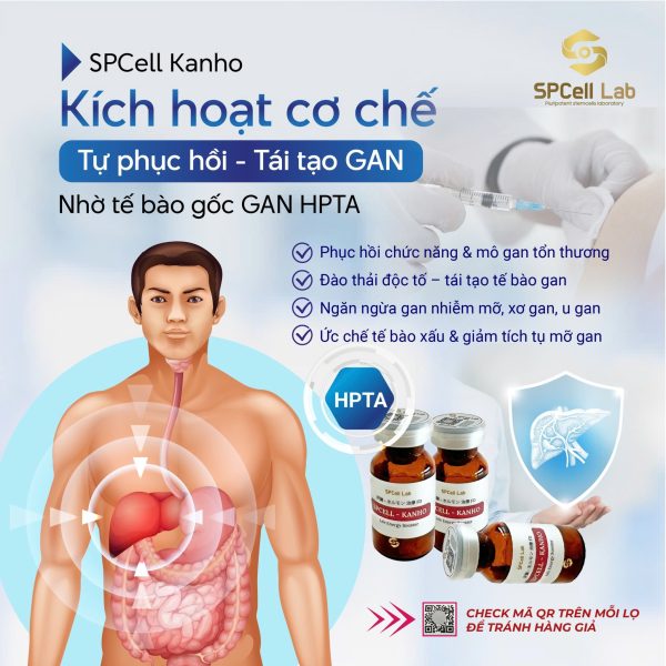 Tế bào gốc bảo vệ chức năng gan SPCell Lab SPCell-Kanho - Hình ảnh 5