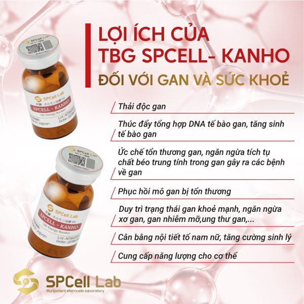 Tế bào gốc bảo vệ chức năng gan SPCell Lab SPCell-Kanho - Hình ảnh 3