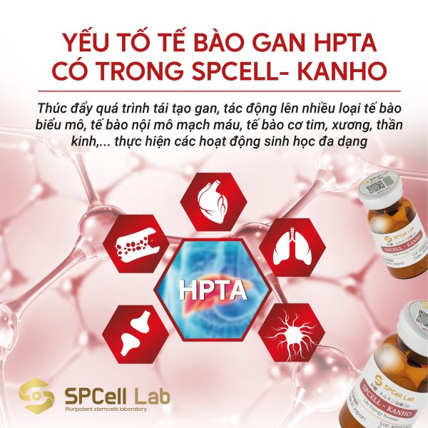 Tế bào gốc bảo vệ chức năng gan SPCell Lab SPCell-Kanho - Hình ảnh 2